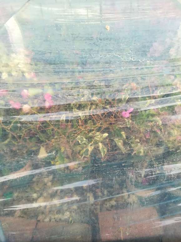 东北三角梅盆栽进入休眠状态了 怎么样