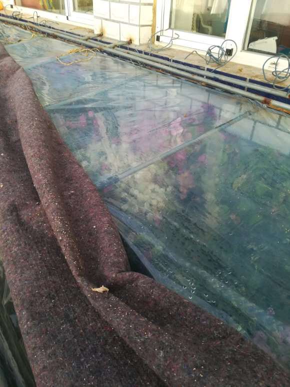 东北三角梅盆栽进入休眠状态了 怎么样