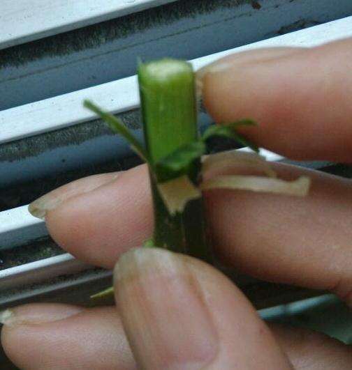 三角梅盆栽怎么接穗切接的方法