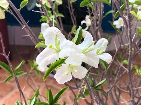 30块钱买的白色三角梅盆栽 怎么样