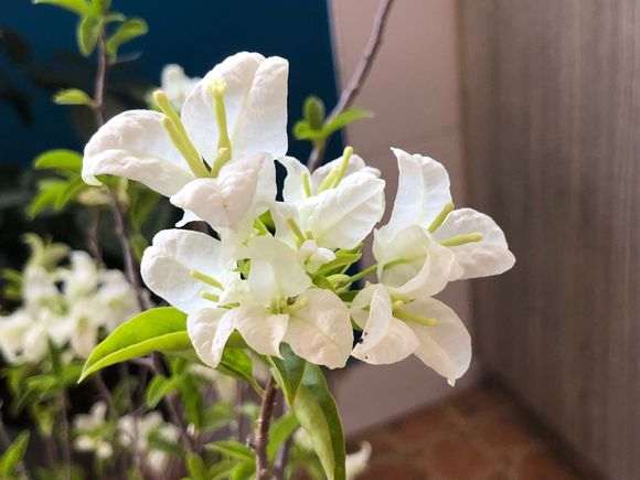 30块钱买的白色三角梅盆栽 怎么样