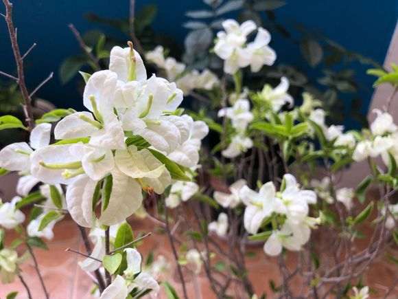 30块钱买的白色三角梅盆栽 怎么样