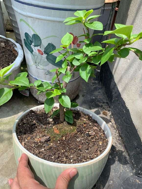 怎么制作三角梅盆栽棒棒糖 图片