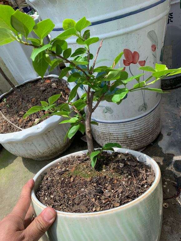 怎么制作三角梅盆栽棒棒糖 图片