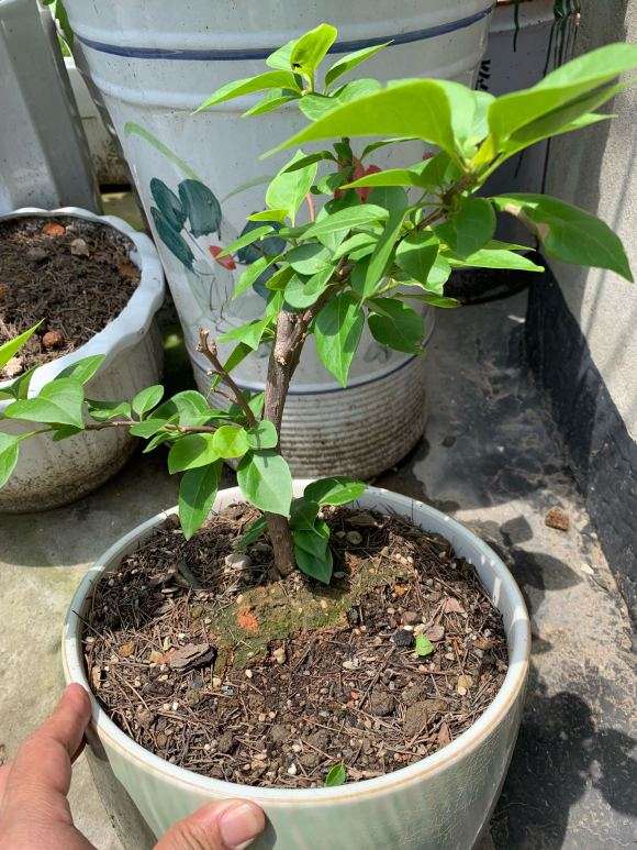 怎么制作三角梅盆栽棒棒糖 图片