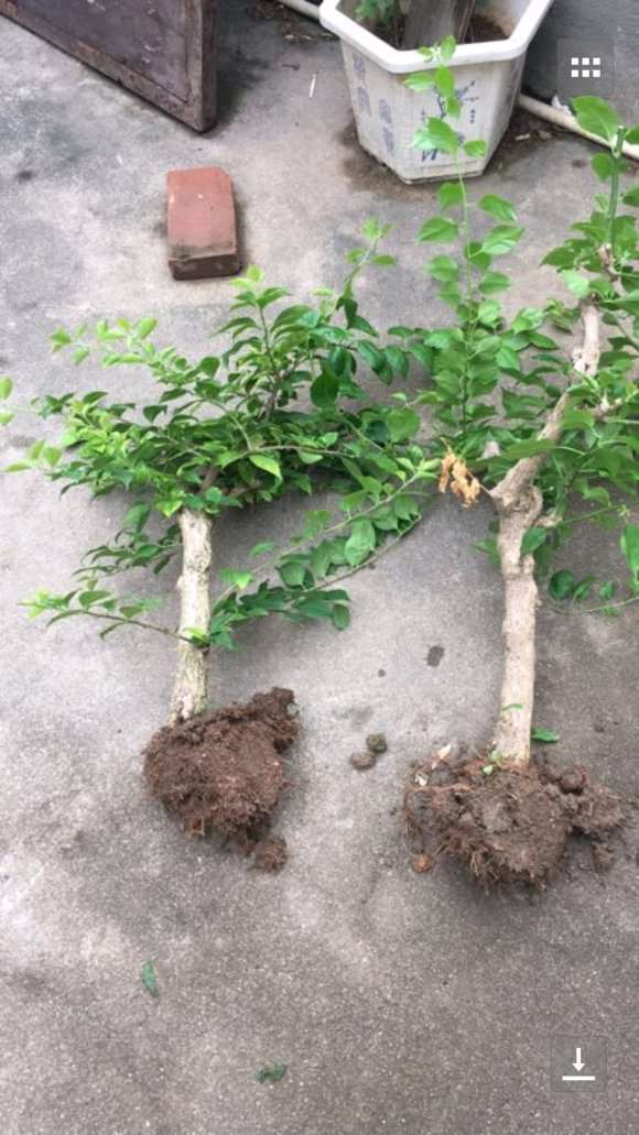 三角梅盆栽在哪里买 最好 图片