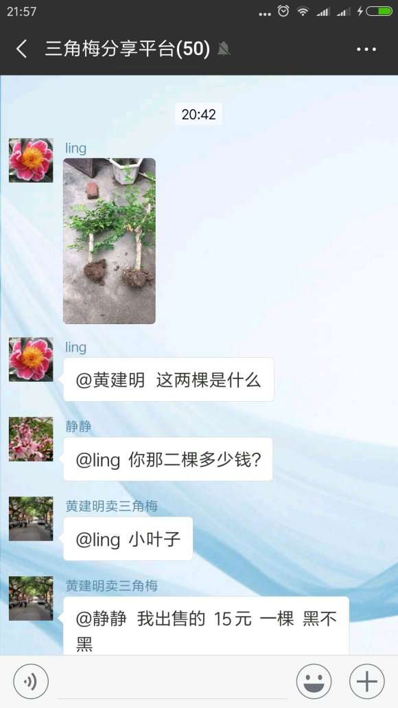 三角梅盆栽在哪里买 最好 图片