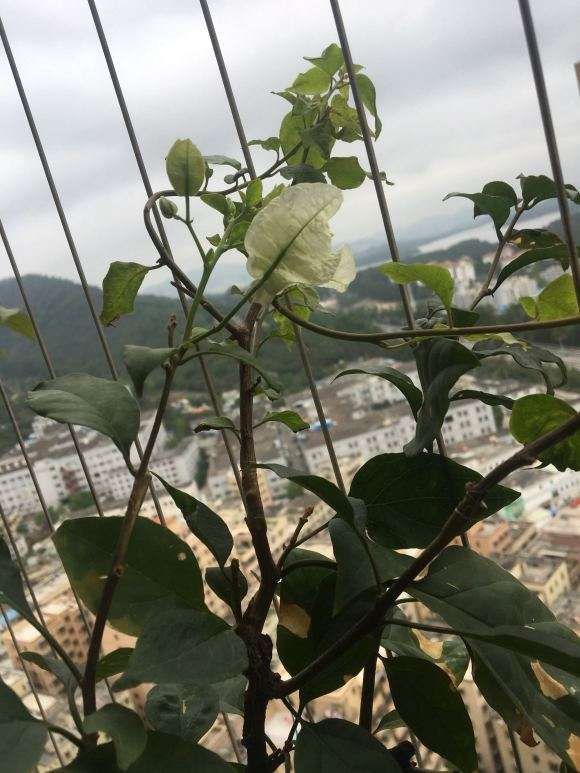 为什么三角梅盆栽成活率90%以上