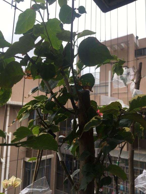 为什么三角梅盆栽成活率90%以上