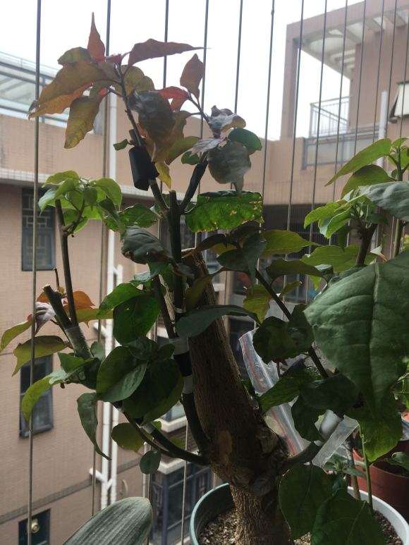 为什么三角梅盆栽成活率90%以上