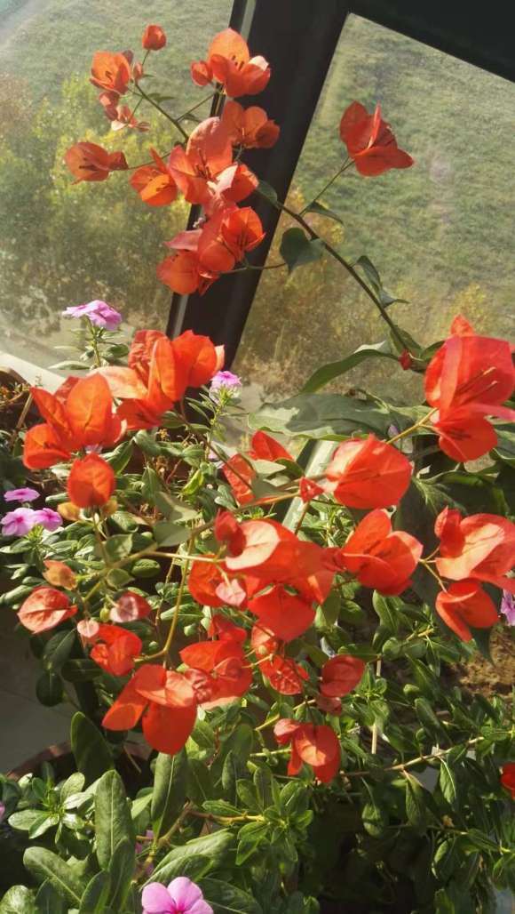 北方养的大红三角梅盆栽 怎么样 图片