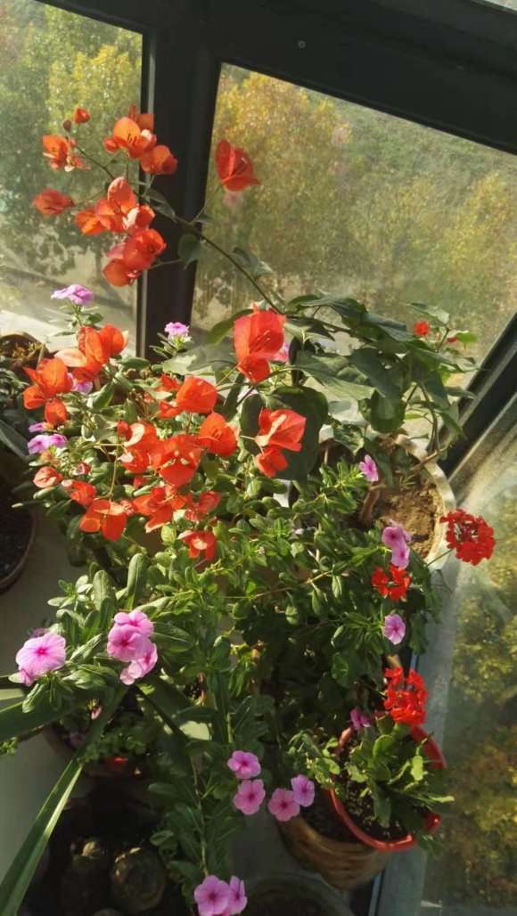 北方养的大红三角梅盆栽 怎么样 图片