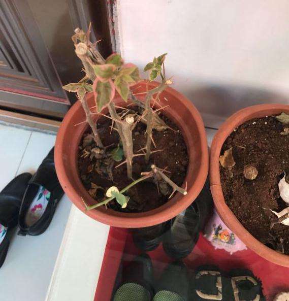 三角梅盆栽扦插长叶子了 怎么样 图片