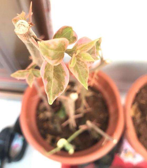 三角梅盆栽扦插长叶子了 怎么样 图片