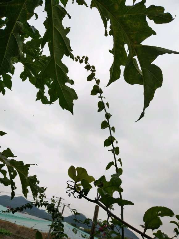 三角梅盆栽什么是徒长枝 图片