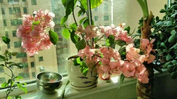 三角梅盆栽3年了 没开过花 怎么办 图片