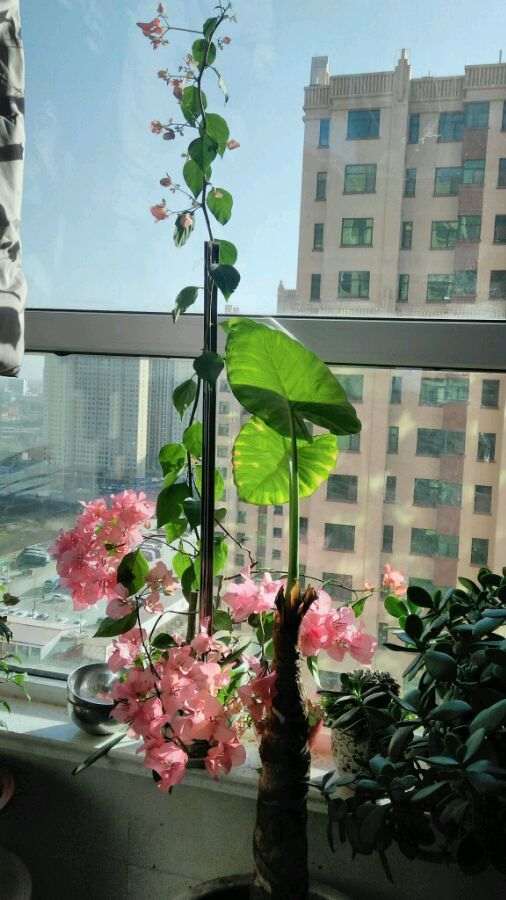 三角梅盆栽3年了 没开过花 怎么办 图片