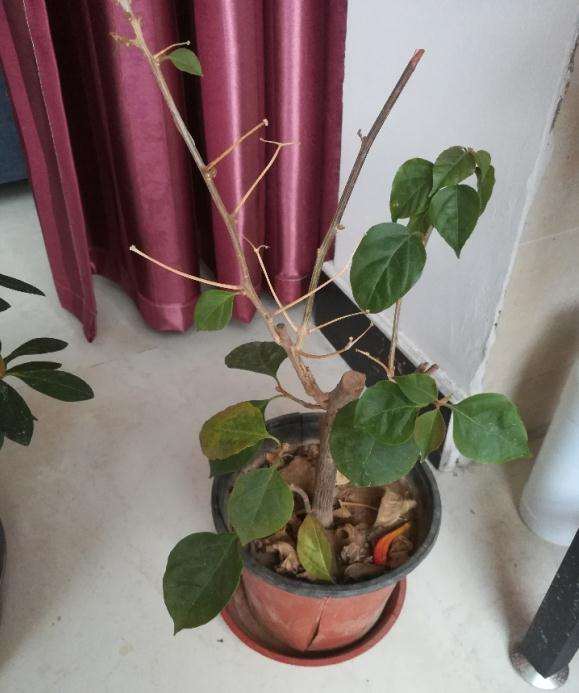 三角梅盆栽3年了 没开过花 怎么办 图片