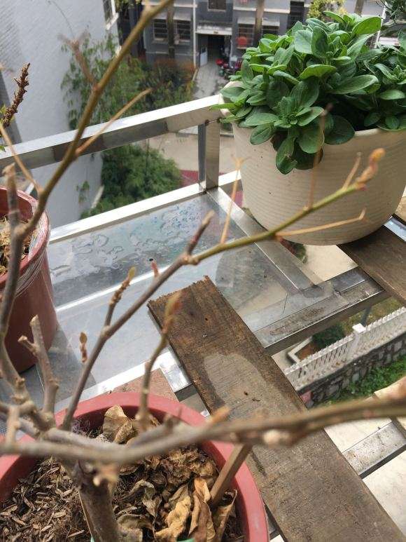 江西三角梅盆栽在室外过冬吗 图片