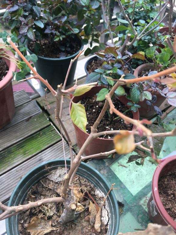 三角梅盆栽的光杆该怎么养护 图片