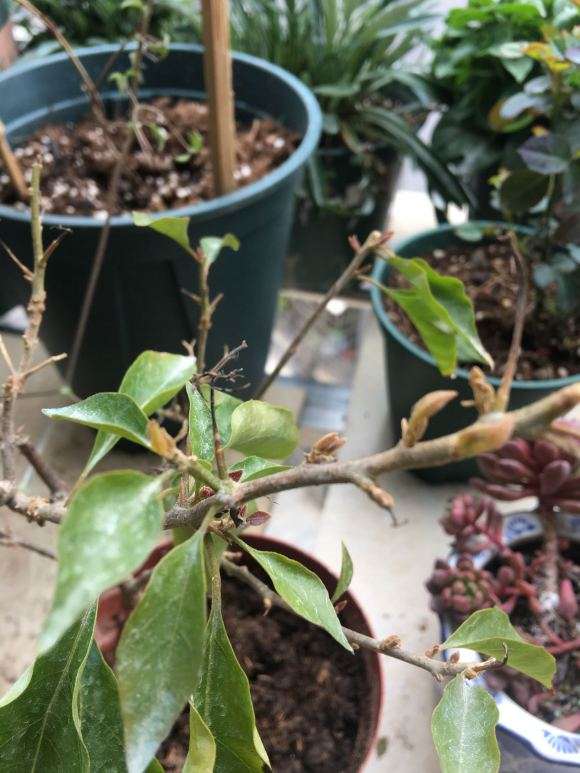 三角梅盆栽的光杆该怎么养护 图片