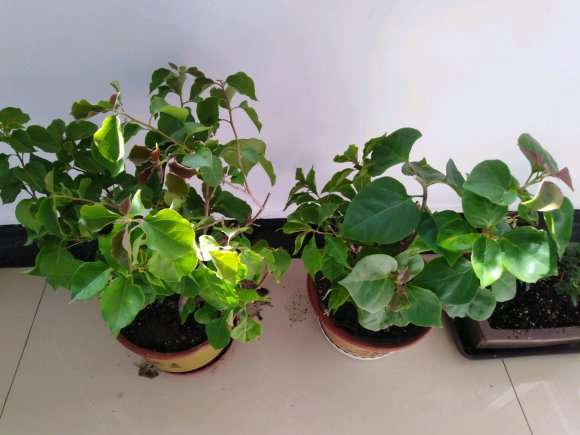 为什么三角梅盆栽长得挺快 图片