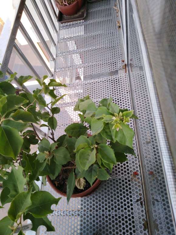 为什么三角梅盆栽长得挺快 图片