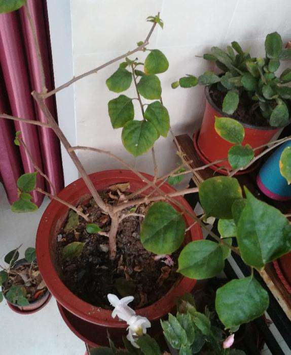 有没有没有刺的三角梅盆栽品种呢 图片