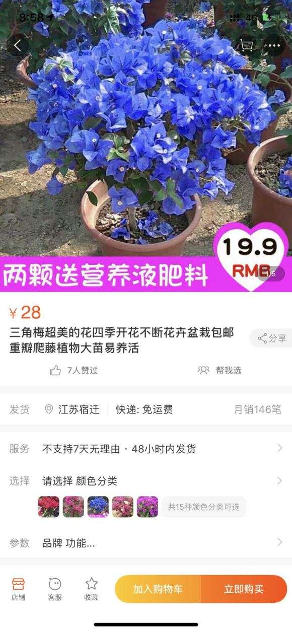 三角梅盆栽根本没有蓝色 宿迁是骗子 图片