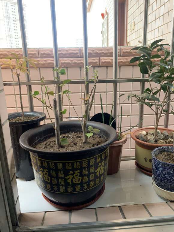 为什么宿迁蓝色三角梅盆栽是谝人的