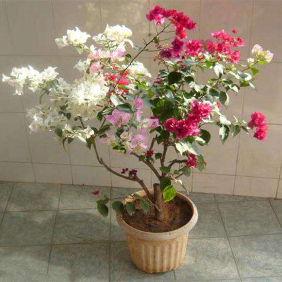 为什么宿迁蓝色三角梅盆栽是谝人的