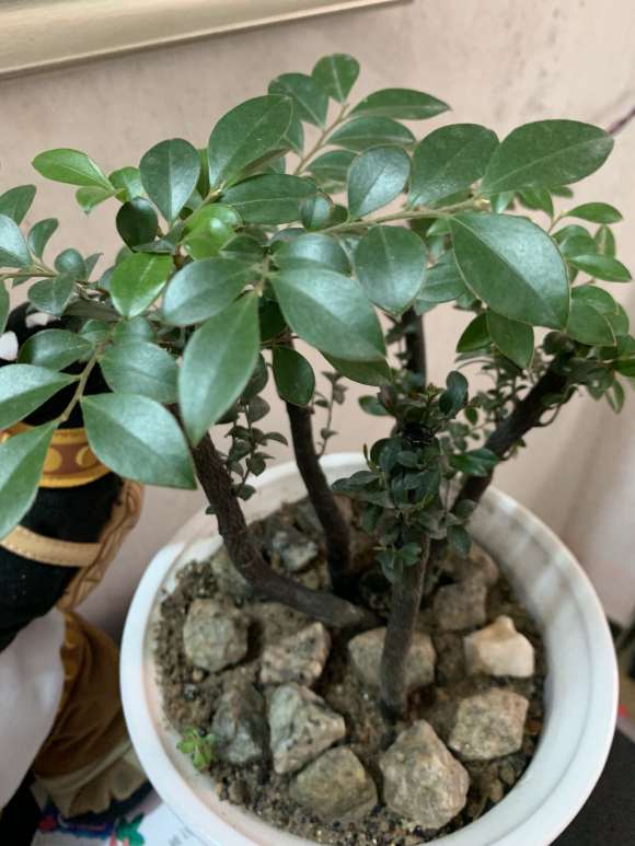 为什么宿迁蓝色三角梅盆栽是谝人的