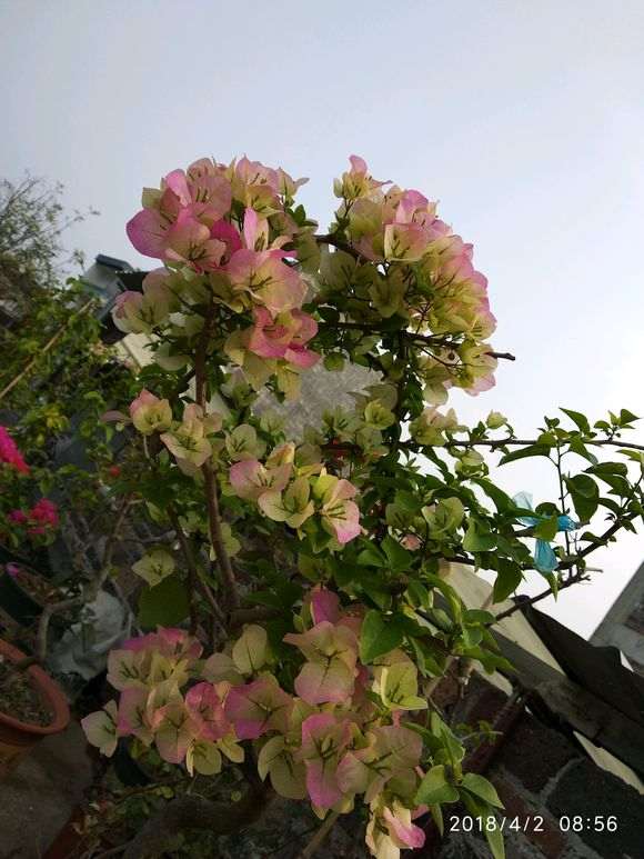 三角梅盆栽到底应该如何浇水 图片