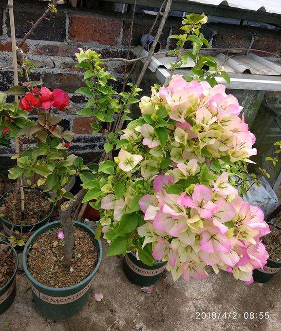 三角梅盆栽到底应该如何浇水 图片