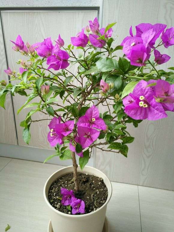 为什么三角梅盆栽土干了再浇 图片