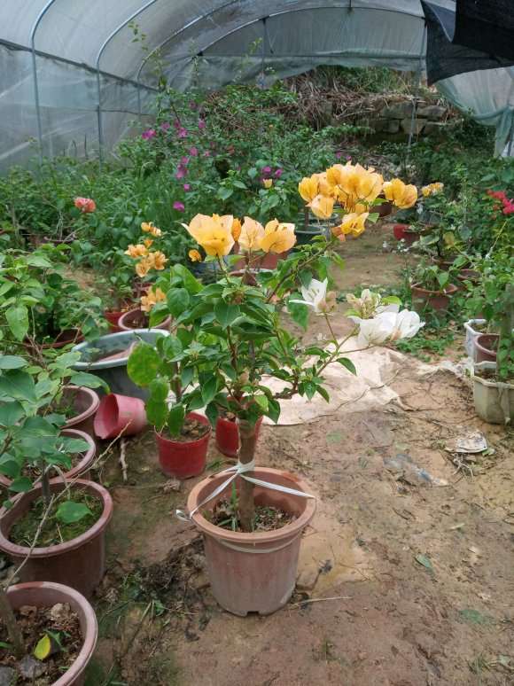 为什么三角梅盆栽容易徒长 难开花