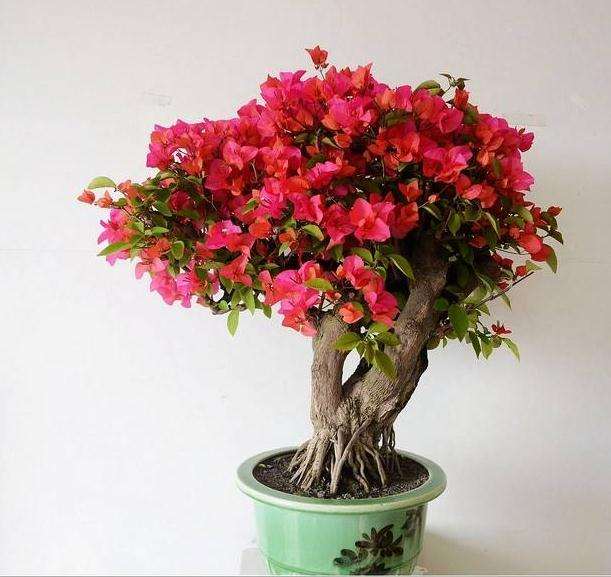 为什么三角梅盆栽容易徒长 难开花