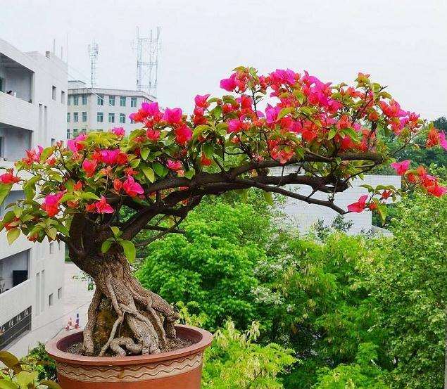 为什么三角梅盆栽几天浇一次 图片