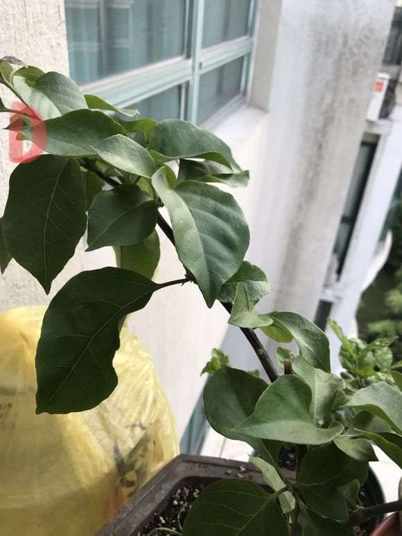 三角梅盆栽叶子茂盛 但没花芽 图片