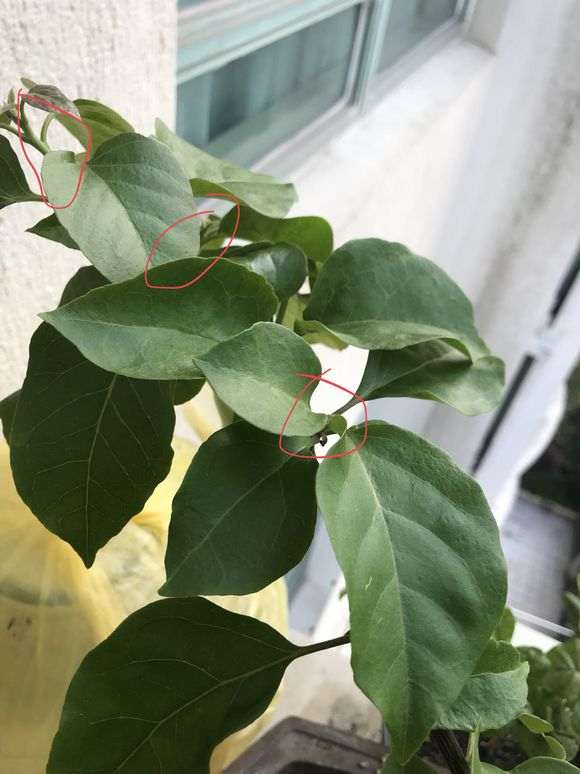 三角梅盆栽叶子茂盛 但没花芽 图片
