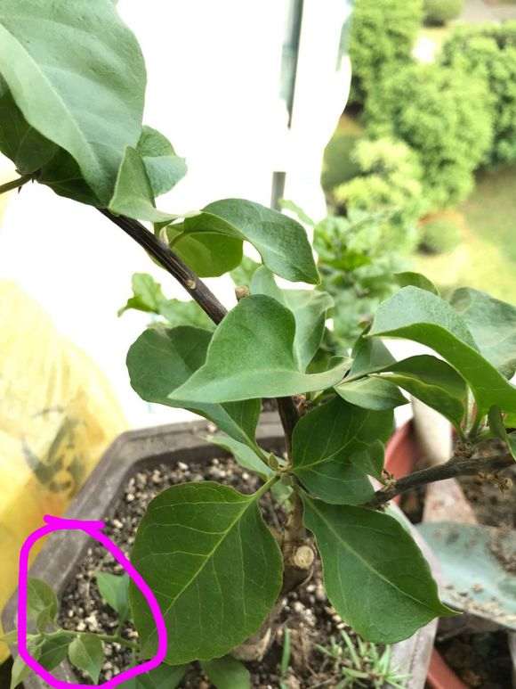 三角梅盆栽叶子茂盛 但没花芽 图片