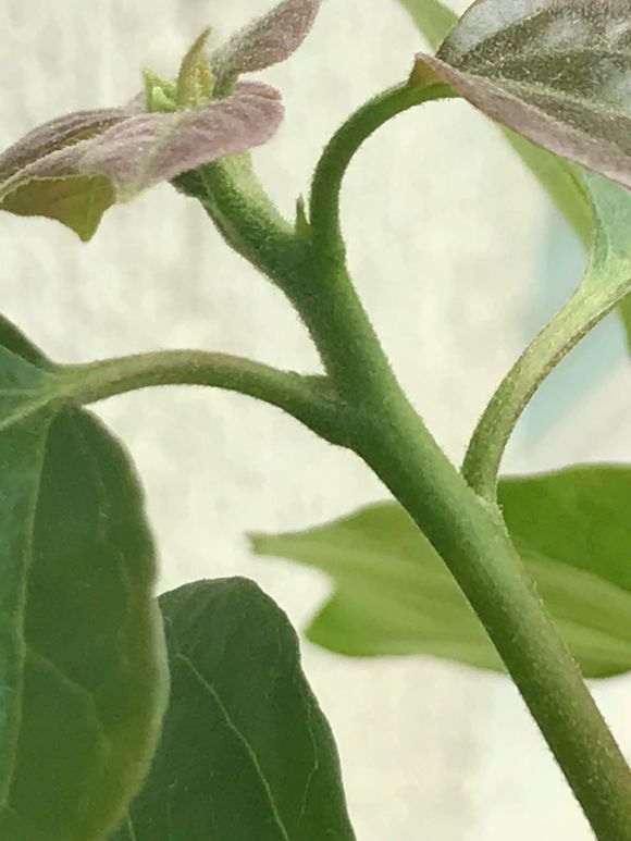 这三角梅盆栽 到底是啥 像花 图片