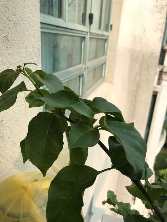 这三角梅盆栽 到底是啥 像花 图片