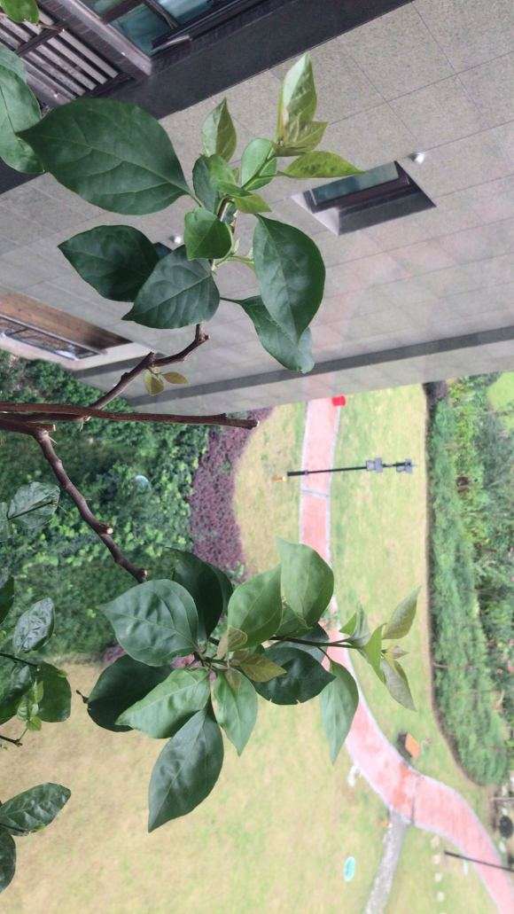 三角梅盆栽什么时候就可以控水 图片