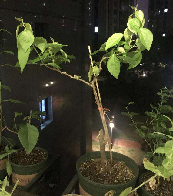 三角梅盆栽什么时候就可以控水 图片