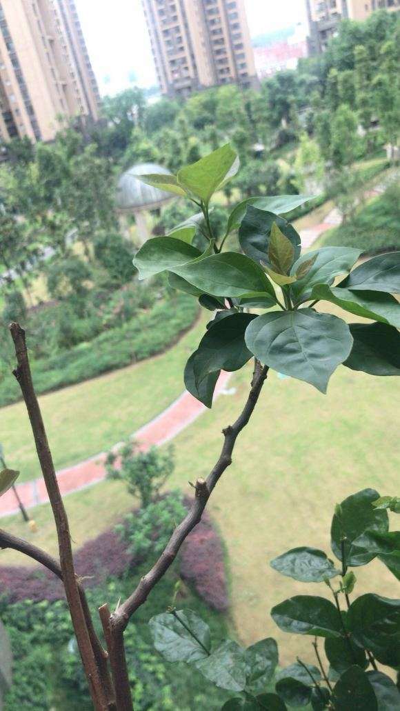 三角梅盆栽什么时候就可以控水 图片