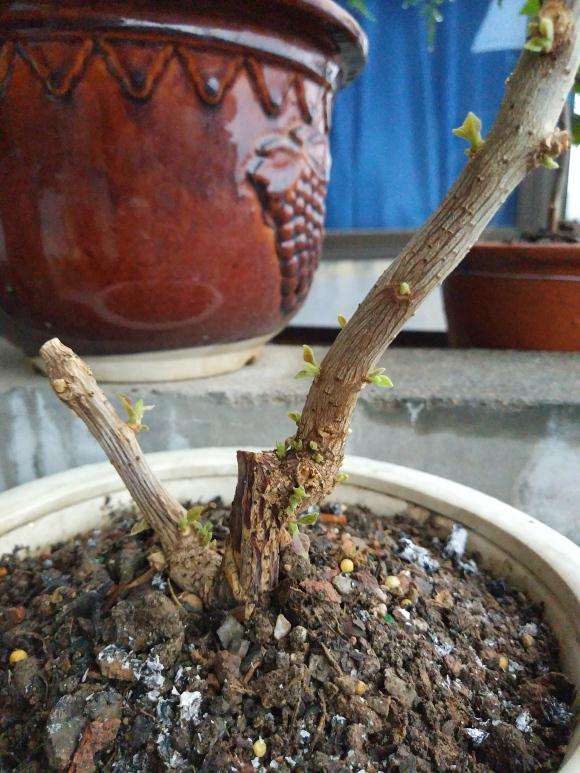 三角梅盆栽还没有发芽 难都死了 图片