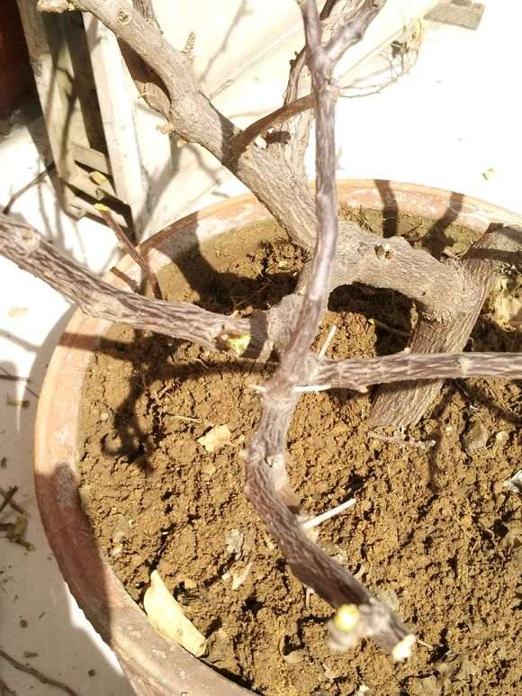 三角梅盆栽没动静 不发芽 怎么办 图片