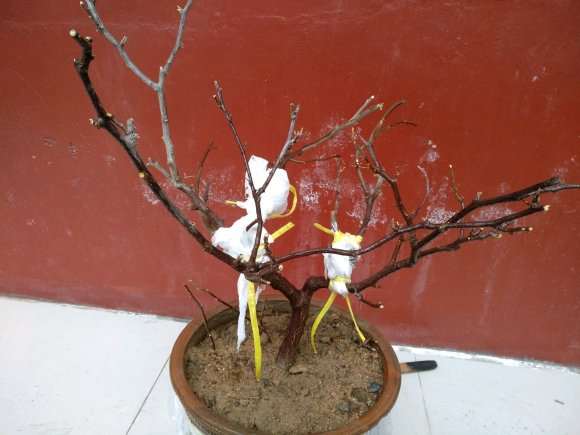 三角梅盆栽没动静 不发芽 怎么办 图片