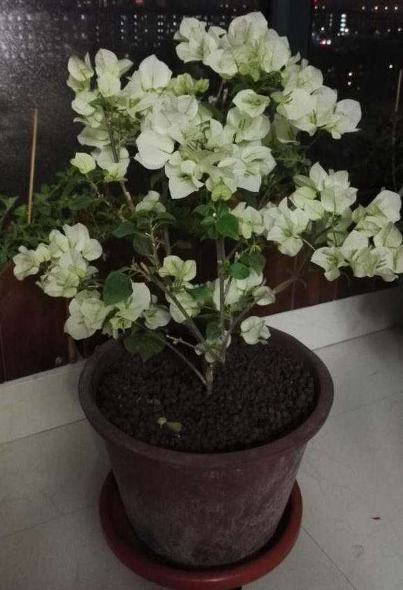 三角梅盆栽根部在发芽 怎么办 图片